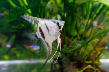 Angel Fish 熱帯魚 Tropical fish　南国の魚