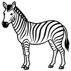 Zebra line art vector illustration and white background