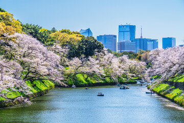 東京の桜の名所　千鳥ヶ淵の都市風景【東京都・千代田区】　
Famous cherry blossom spots in Tokyo. The urban landscape of Chidorigafuchi. - Tokyo, Japan