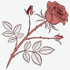 silhouette rose on white background