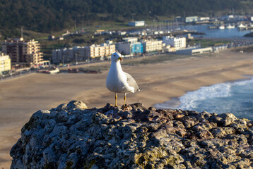 Seagull on a rock