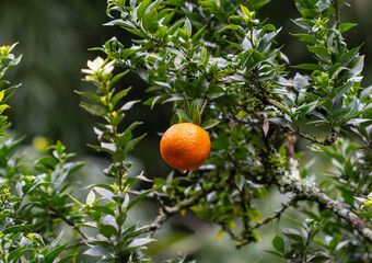 Orange on tree with water drop.