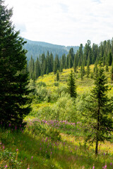 A blooming mountain meadow in the evening