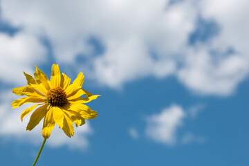 Yellow flower on blue sky background. Schweinitz’s sunflower (Helianthus schweinitzii)