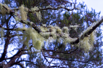 Trees covered with green moss.