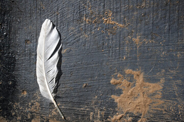 White feather on dark gray painted wooden grunge background, with some sand