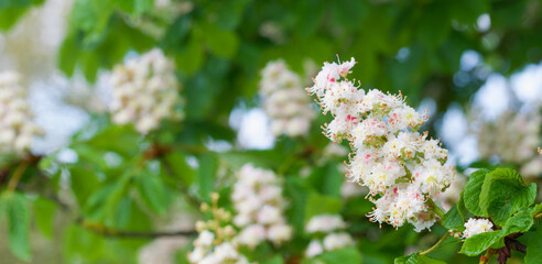 Beautiful close-up of the flowers of aesculus hippocastanum