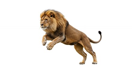 Powerful jumping lion isolated on white background
