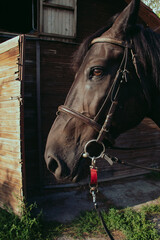 Portrait of a beautiful bay horse in front of a barn in the village