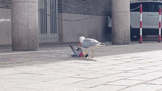 4k real footage of seagull feeding on dead flesh of another bird on street