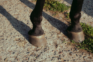 Closeup hind limbs of a bay horse on stone background