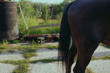 Closeup tail and hindquarters or rump of a bay horse. A nice summer day in countryside