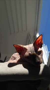 Sphynx cat lounging in sunlight by the window on a warm day