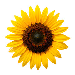 A vibrant, close-up studio shot captures the intricate details of a bright yellow sunflower with a contrasting dark center, showcasing its natural beauty against a clean white background