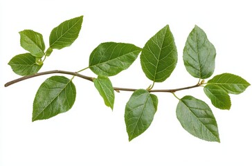 Fototapeta premium Fresh Green Leaves on Branch Isolated on White Background Perfect for Nature and Botanical Illustrations with Bright Colors and Textures