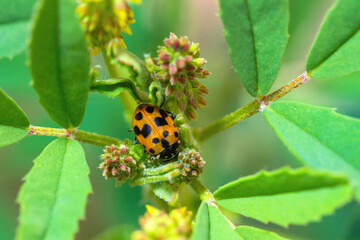 Variegated Lady Beetle, Hippodamia Variegata