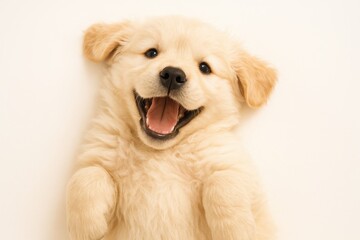Obraz premium Happy Golden Retriever Puppy with Playful Expression on White Background