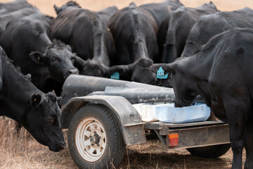 Stud beef cows in a field on a farm in England. English cattle in a meadow grazing on pasture in...