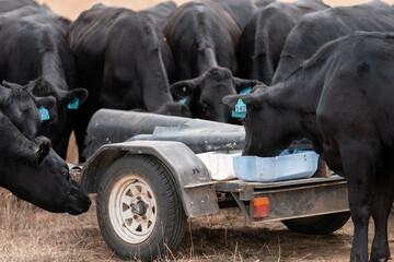Stud beef cows in a field on a farm in England. English cattle in a meadow grazing on pasture in...