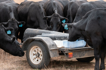 Stud beef cows in a field on a farm in England. English cattle in a meadow grazing on pasture in...