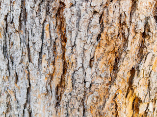 Dry tree bark texture as background