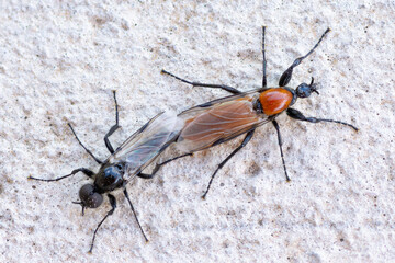 Top view of a pair of Garden March Flies mating, Bibio Hortulanus