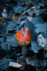 A group of red and white mushrooms are growing in the grass