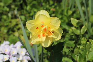 日本の春の庭に咲く黄色い八重咲き水仙の花