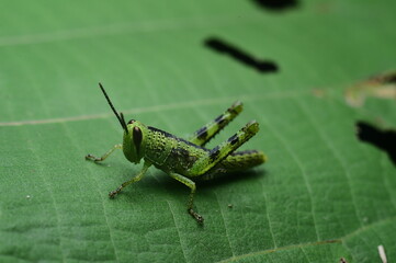 Close-up macro photograph featuring a vibrant green grasshopper resting on a vivid green leaf.