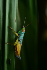 Colorful Grasshopper Perched on Green Leaf in Natural Habitat Close-Up

