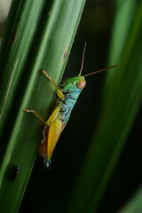 Close-Up of a Vibrant Grasshopper Perched on a Green Leaf in Nature