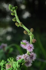 Elegant Macro Image of Purple Flowers with Spiked Composite Elements and Green Stems