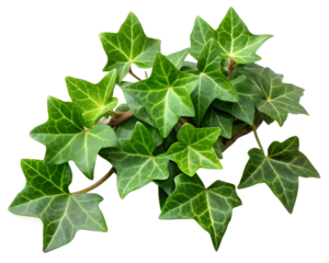 Ivy Leaves Green Bunch