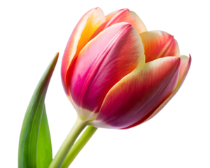 Blooming Tulip Flower Head