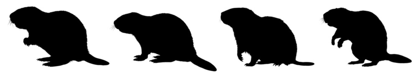 Set of  beaver silhouette – vector illustration