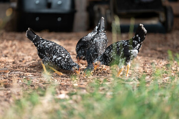 free range chickens on a farm pasture rasied outside in australia