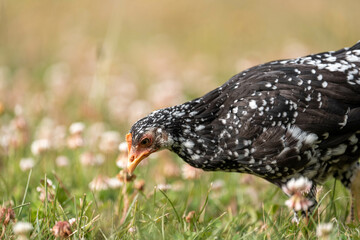 free range chickens on a farm pasture rasied outside in australia