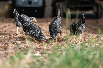 free range chickens on a farm pasture rasied outside in australia