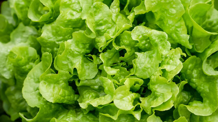 fresh lettuce leaves
