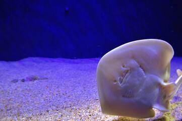 笑顔に見える水族館のエイ © たあきん