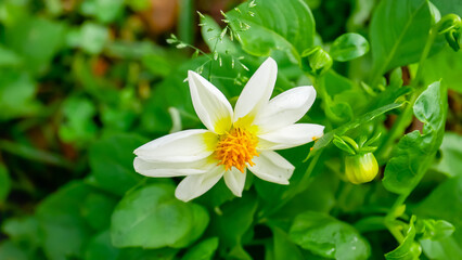 white flower in the garden