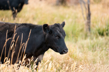 Fototapeta premium organic, regenerative, sustainable agriculture farm producing stud wagyu beef cows. cattle grazing in a paddock. cow in a field on a ranch
