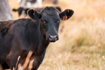 beautiful cattle in Australia  eating grass, grazing on pasture. Herd of cows free range beef being regenerative raised on an agricultural farm. Sustainable farming