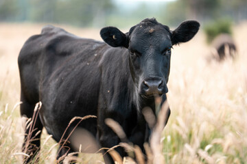 organic, regenerative, sustainable agriculture farm producing stud wagyu beef cows. cattle grazing in a paddock. cow in a field on a ranch