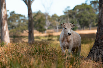 Beef cows and calves grazing on grass on a beef cattle farm in  Australia. breeds include murray...