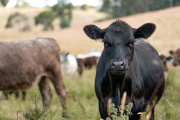 Beef cows and calves grazing on grass on a beef cattle farm in  Australia. breeds include murray...