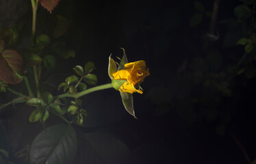 Uma bela e singela flor chamada rosa