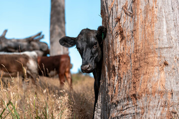 Beef cows and calves grazing on grass on a beef cattle farm in  Australia. breeds include murray...