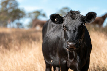 Beef cows and calves grazing on grass on a beef cattle farm in  Australia. breeds include murray...