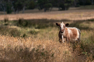 Beef cows and calves grazing on grass on a beef cattle farm in  Australia. breeds include murray...